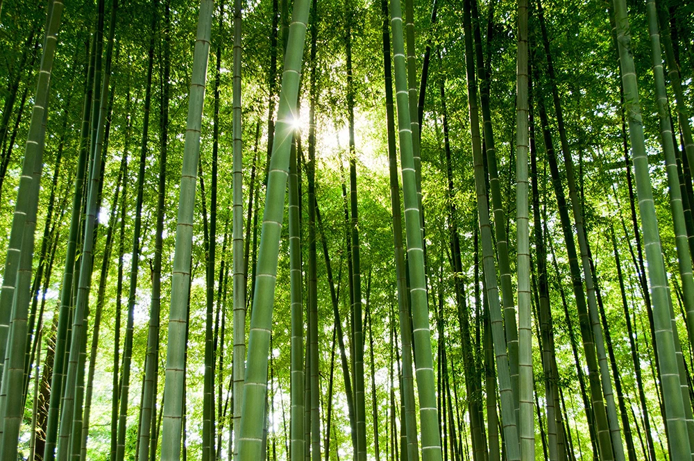 Sustainability img 2