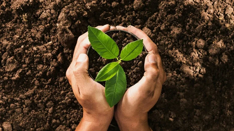 Sustainability img 3