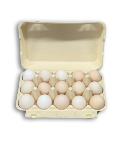 E15 Egg Carton (4)