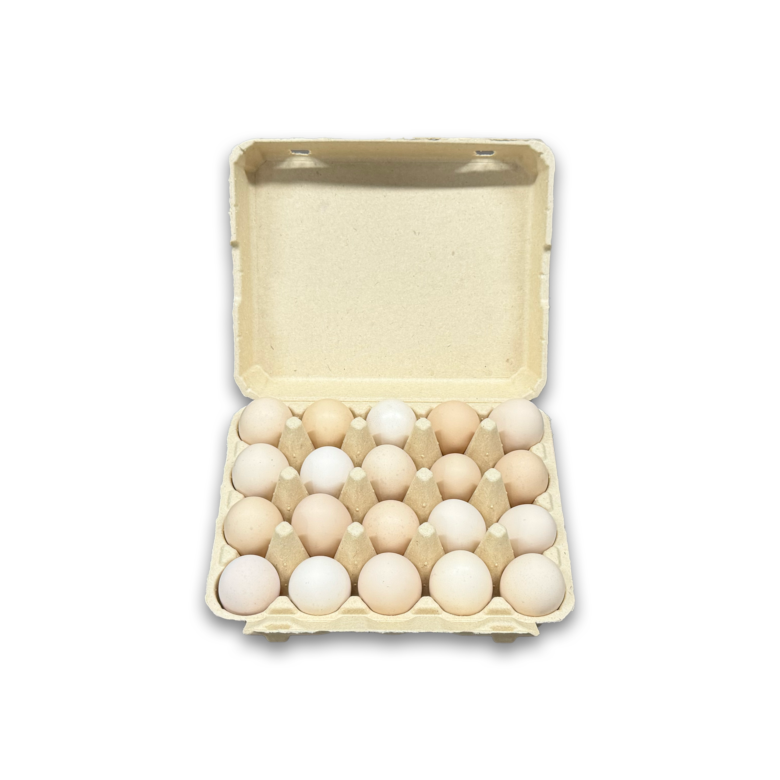 E20 Egg Carton (4)
