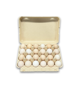E24 Egg Carton (1)