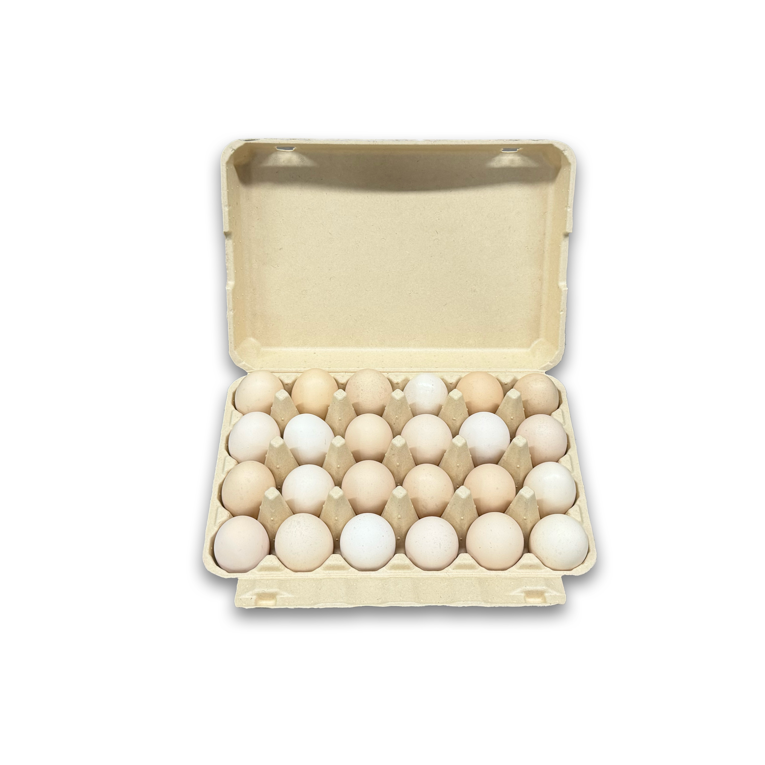 E24 Egg Carton (1)
